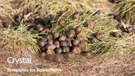  Presentation with seismic waves nepal earthquake sign - Presentation theme having fresh elk shit a sign background and a coral colored foreground