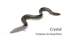  Presentation with european union single market - Cool new presentation theme with fresh european eel on white backdrop and a white colored foreground