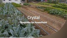  Presentation with hong kong skectch - Cool new theme with fresh farm in hong kong backdrop and a violet colored foreground