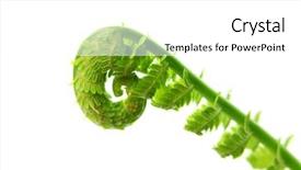  Presentation with tea leaves fresh green leaf - Audience pleasing slide deck consisting of fresh fern leaves against white backdrop and a white colored foreground