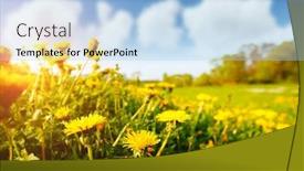  Presentation with springtime - Colorful PPT layouts enhanced with fresh-field-with-yellow-dandelions backdrop and a light blue colored foreground