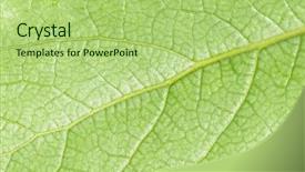  Presentation with simple green - Colorful slide set enhanced with fresh first spring green leaf backdrop and a mint green colored foreground