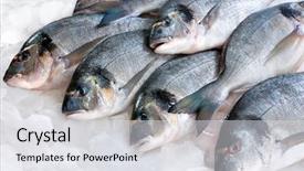 Presentation with seafood - Theme enhanced with fresh fish - gilthead bream sparus aurata background and a light gray colored foreground