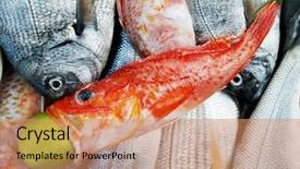  Presentation with market - Amazing theme having fresh-fish-at-the-market backdrop and a coral colored foreground