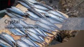  Presentation with fish port - Slide set with fresh fish at the port background and a seafoam green colored foreground