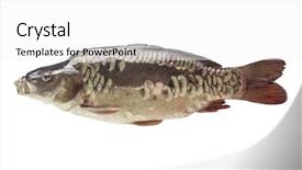  Presentation with freshwater fish - Slide set with fresh fish carp background and a white colored foreground