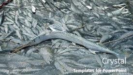  Presentation with fishing net - Slide deck consisting of fresh fish catch in fishing net on beach background and a gray colored foreground