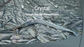  Presentation with fishing net - Cool new slides with fresh fish catch in fishing backdrop and a  colored foreground