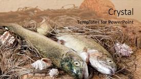  Presentation with fishing net - Beautiful presentation theme featuring fresh fish caught with a fishing net backdrop and a coral colored foreground