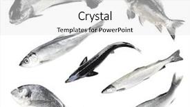  Presentation with fish - PPT theme with fresh fish collage isolated background and a white colored foreground
