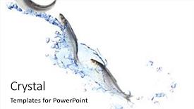  Presentation with blue water splash isolated - Slides having fresh fish in water splashes background and a white colored foreground