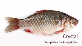  Presentation with fish - Audience pleasing presentation theme consisting of fresh fish isolated on white backdrop and a  colored foreground