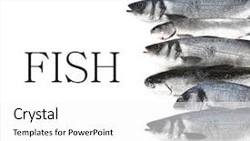  Presentation with fish - Cool new presentation design with fresh fish isolated on white backdrop and a white colored foreground