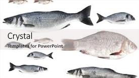  Presentation with fish - Colorful slides enhanced with fresh fish isolated on white backdrop and a light gray colored foreground