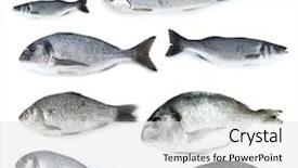  Presentation with top view of fresh fish - Beautiful theme featuring fresh fish isolated on white backdrop and a light gray colored foreground