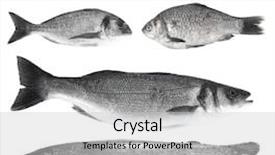  Presentation with fresh water splash green apple isolated white - PPT layouts featuring fresh fish isolated on white background and a light gray colored foreground