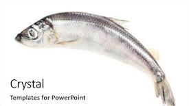  Presentation with fresh water splash green apple isolated white - Audience pleasing presentation theme consisting of fresh fish isolated on white backdrop and a white colored foreground