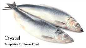  Presentation with fresh meat - Slides featuring fresh fish isolated on white background and a white colored foreground