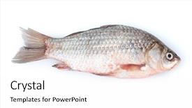  Presentation with fish - Audience pleasing presentation design consisting of fresh fish isolated on white backdrop and a white colored foreground
