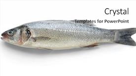  Presentation with fish - Theme with fresh fish on white background background and a white colored foreground