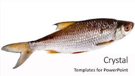  Presentation with fish scales - Colorful slide deck enhanced with fresh fish roach isolated backdrop and a white colored foreground