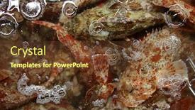  Presentation with rock stone - PPT theme having fresh-fish-sculpin-aka-scorpion background and a tawny brown colored foreground