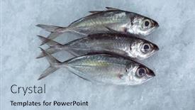  Presentation with top view of fresh fish - PPT layouts enhanced with fresh-fish background and a light blue colored foreground