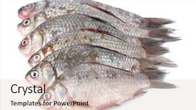  Presentation with fishes - Slide set with fresh fishes isolated on white background and a lemonade colored foreground