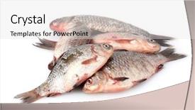  Presentation with fishes - Beautiful PPT layouts featuring fresh fishes isolated on white backdrop and a light gray colored foreground