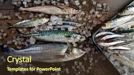 Presentation with top view of fresh fish - Theme featuring fresh fishes mix hake seabass background and a tawny brown colored foreground