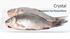  Presentation with white plate - Beautiful PPT theme featuring fresh fishes on plate isolated backdrop and a light gray colored foreground
