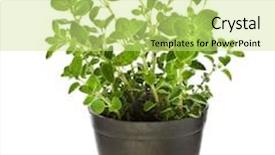  Presentation with oregano - Colorful presentation enhanced with fresh flavoring herbs oregano backdrop and a soft green colored foreground