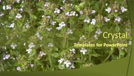  Presentation with thyme - 