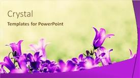  Presentation with grass - Beautiful slide deck featuring fresh-flowers-close-up backdrop and a cream colored foreground