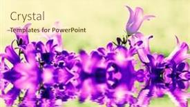  Presentation with grass - Presentation design featuring fresh-flowers-close-up background and a cream colored foreground