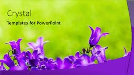  Presentation with grass - Cool new slide set with fresh-flowers-close-up backdrop and a yellow colored foreground