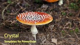  Presentation with woods - PPT layouts having fresh fly amanita mushroom background and a tawny brown colored foreground