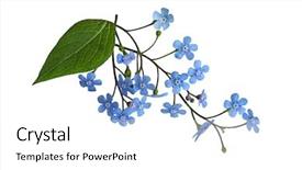  Presentation with forget - Beautiful theme featuring fresh forget me not flower backdrop and a white colored foreground