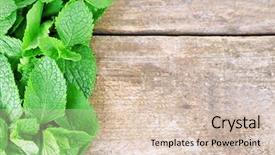  Presentation with fragrant - Audience pleasing PPT theme consisting of fresh-fragrant-mint-on-wooden backdrop and a lemonade colored foreground