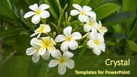  Presentation with frangipani flowers - Audience pleasing slide set consisting of fresh frangipani flowers at full backdrop and a tawny brown colored foreground