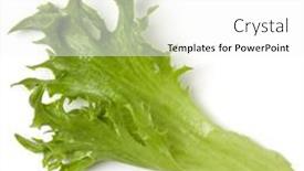  Presentation with iceberg - Colorful presentation design enhanced with fresh-frillice-iceberg-leaf-salad backdrop and a white colored foreground