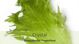  Presentation with iceberg - PPT layouts with fresh-frillice-iceberg-leaf-salad background and a  colored foreground