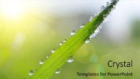  Presentation with dew - Colorful theme enhanced with fresh frozen green grass with dew drops closeup melting frost in spring sunny day backdrop and a yellow colored foreground