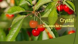  Presentation with cherry - Beautiful presentation featuring fresh fruits on the cherry backdrop and a tawny brown colored foreground