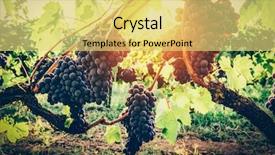  Presentation with grape vine black grapes - Colorful presentation design enhanced with fresh fruits on the tree backdrop and a yellow colored foreground