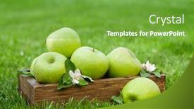  Presentation with green apples - Amazing PPT theme having fresh-garden-green-apples backdrop and a seafoam green colored foreground