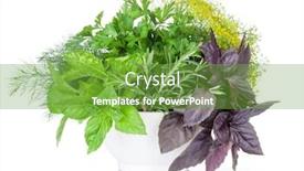  Presentation with mortar - Slide set featuring fresh-garden-herbs-in-mortar and a seafoam green colored foreground