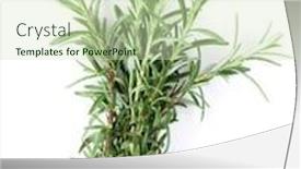 Presentation with herbs - Slide set featuring fresh-garden-herbs-rosemary-isolated background and a soft green colored foreground