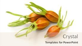  Presentation with yellow color - Presentation theme enhanced with fresh-gardenia-fruit-isolated background and a lemonade colored foreground