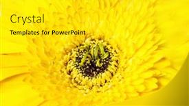  Presentation with summer flowers - PPT layouts with fresh gerber isolated on white background summer flowers background and a white colored foreground